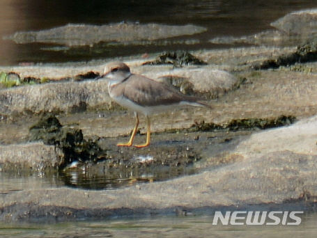 용인시 경안천 마평동~포곡읍 구간에서 관찰된 흰목물떼새