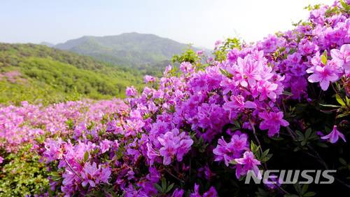 【장수=뉴시스】윤난슬 기자 = 25일 오후 전북 장수군 봉화산(해발 920m) 철쭉단지 내 철쭉꽃들이 화려한 꽃망울을 터트려 눈길을 끌고 있다. 2018.04.25.(사진=장수군 제공) photo@newsis.com 