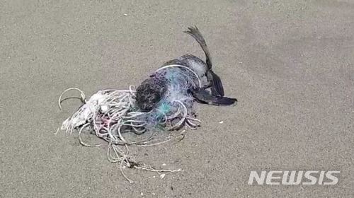 【삼척=뉴시스】김태식 기자 = 25일 물개 한마리가 그물에 걸린채 강원 삼척 맹방해변에서 구조를 기다리고 있다. 2018.04.25.(사진=동해해양경찰서 제공) photo@newsis.com