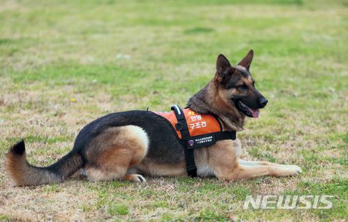 【부산=뉴시스】 부산119 인명구조견 '바람'. 2018.07.03. (사진=부산소방본부 제공)