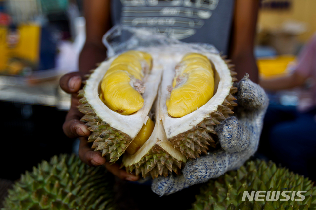 [벤통=AP/뉴시스]중국이 자국에서 인기를 끌고 있는 열대과일 두리안을 말레이시아로부터 수입하는 방안을 추진하고 있다. 사진은 2017년 말레이시아 세계 두리안 문화관광축제의 '무상 킹' 품종 두리안. 2019.05.13.