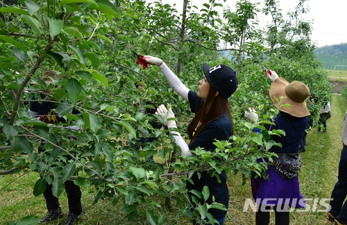 [제천=뉴시스] 공무원 농촌일손돕기. (사진=제천시 제공) 2026.05.13. photo@newsis.com 