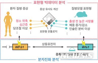 【포항=뉴시스】강진구 기자 = 포스텍(총장 김도연)은 생명과학과 김상욱 교수·박사과정 한성규 씨가 동물모델이 인간의 질병을 정확하게 나타낼 수 있도록 유전자를 선택하는 기술을 개발했다고 8일 밝혔다.사진은 표현형 빅테이터 분석 모형도.2018.05.08.(사진=포스텍 제공)&nbsp; photo@newsis.com