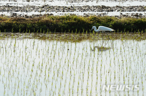 【남해=뉴시스】차용현 기자 = 전형적인 봄 날씨를 보이고 있는 9일 오후 경남 남해군 고현면 인근 들녘에서 백로 한 마리가 모내기가 끝난 논에 앉아 먹이활동을 하고 있다. 2018.05.09. con@newsis.com