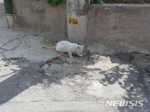 【서울=뉴시스】류병화 기자 = 서울 마포구 염리동에서 길고양이가 지나가고 있다. 2018.05.10. hwahwa@newsis.com 