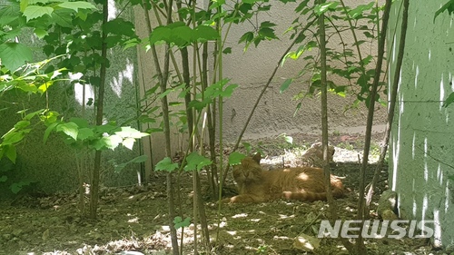 【서울=뉴시스】 천민아 기자 = 11일 오후 이화여대 캠퍼스 안에서 만난 고양이가 기자에게 눈인사를 건네고 있다. 2018.05.11. mina@newsis.com