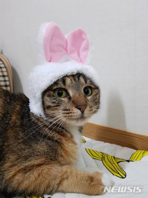 【서울=뉴시스】천민아 기자 = 지난해 8월 큰 부상을 당했던 빼꼼이가 회복한 모습. 현재 임시보호처에서 입양을 기다리고 있다. 2018.05.11. (출처=이화냥이 블로그) mina@newsis.com