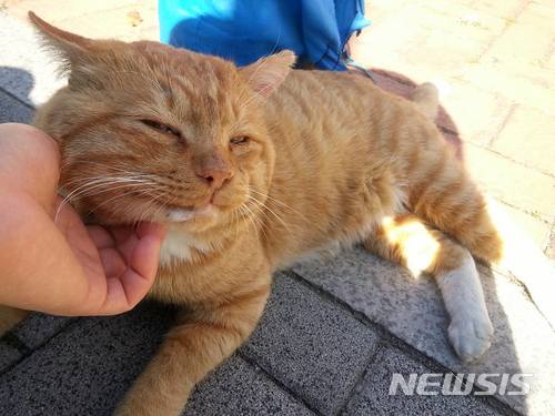 【서울=뉴시스】류병화 기자 = 서강대학교 학내에서 유명한 고양이 레오가 귀여움을 받고 있다. 2017.10.19. hwahwa@newsis.com