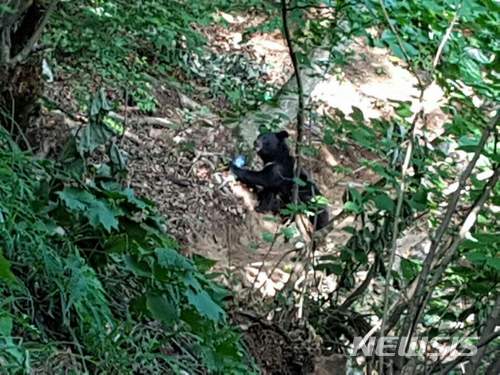 【산청=뉴시스】정경규 기자 = 지리산을 탈출한 반달가슴곰.2018.05.11.(사진=국립공원관리공단 종복원기술원 제공) photo@newsis.com