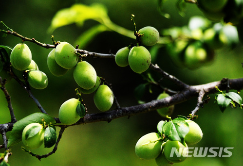 【하동=뉴시스】차용현 기자 = 낮 최고 기온이 24도를 웃도는 등 초여름 날씨를 보이고 있는 11일 오후 경남 하동군 진교면 인근 들녘에는 매실나무 줄기에 주렁주렁 매달린 청 매실이 탐스럽게 익어가고 있다. 2018.05.11. con@newsis.com
