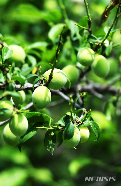 【하동=뉴시스】차용현 기자 = 낮 최고 기온이 24도를 웃도는 등 초여름 날씨를 보이고 있는 11일 오후 경남 하동군 진교면 인근 들녘에는 매실나무 줄기에 주렁주렁 매달린 청 매실이 탐스럽게 익어가고 있다. 2018.05.11. con@newsis.com