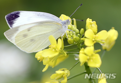 【서울=뉴시스】최진석 기자 = 13일 오전 2018 한강 서래섬 유채꽃축제가 열린 서울 반포 한강공원 서래섬 유채꽃밭에서 나비가 꿀을 따고 있다. 2018.05.13. myjs@newsis.com
