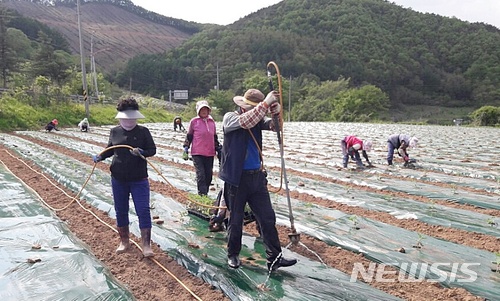 【단양=뉴시스】어상천수박 모종심기. photo@newsis.com