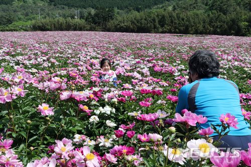 【장흥=뉴시스】배상현 기자 = 전남 장흥군 용산면 송전리 약용작물 재배단지에 작약꽃이 만발해 방문객의 시선을 사로잡고 있다. 2018.05.14 (사진=장흥군 제공)     praxis@newsis.com