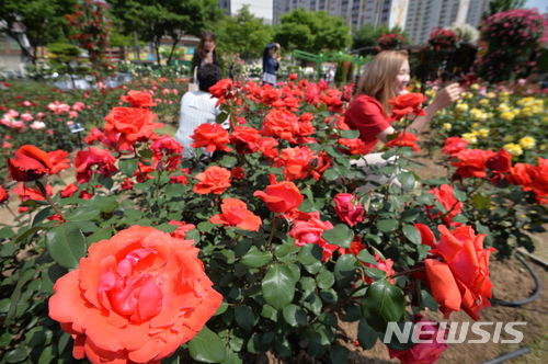 【대구=뉴시스】우종록 기자 = 대구지역 낮 기온이 28도를 웃도는 등 초여름 날씨를 보인 14일 오후 달서구 이곡동 장미공원을 찾은 시민들이 활짝 핀 장미 사이에서 사진 찍으며 즐거운 시간을 보내고 있다. 2018.05.14. wjr@newsis.com