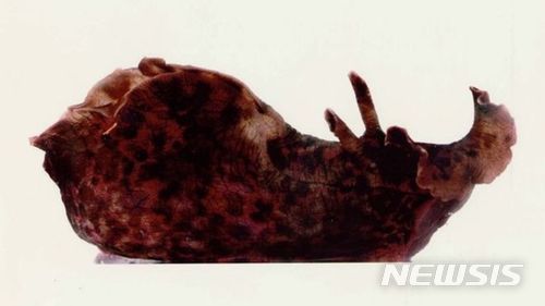 【서울=뉴시스】미 연구팀이 RNA(리보핵산) 주입을 통해 서로 다른 달팽이 사이에 기억이 이식된다는 연구 결과를 학술지 e뉴로(eNeuro)에 발표했다. 미 캘리포니아 대학의 데이비드 글랜즈먼 교수 팀이 연구에 사용한 군소갯민숭달팽이. <사진 출처 : BBC> 2018.5.15