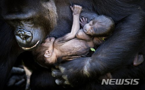 [원추 오늘의운세]원숭이띠, 사람들 앞에서 결혼하는 동물은 인간뿐
