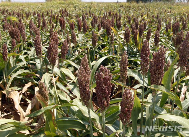 [종합]中, 미국산 수수 반덤핑 판정 철회…무역갈등 해소 신호?