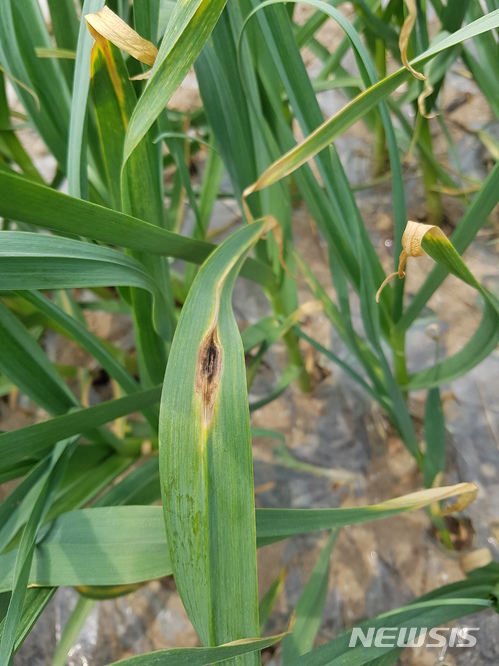 【안동=뉴시스】류상현 기자 = 잎마름병이 나타난 마늘. 2018.05.20 (사진=경북도 제공) photo@newsis.com