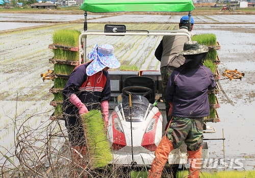 전북 군산시 사정동 들녘의 모내기 모습(뉴시스 DB)