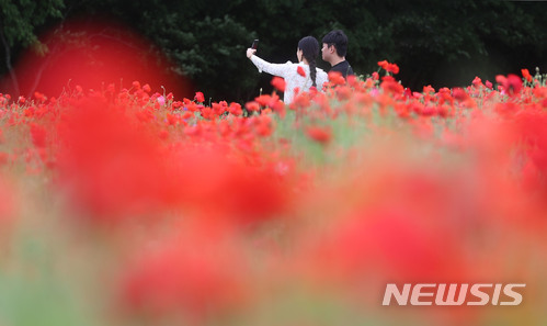 【서울=뉴시스】박주성 기자 = 화창한 봄날씨를 보인 20일 경남 함양군 함양읍 상림공원 경관단지를 찾은 가족과 관광객들이 만개한 개양귀비 꽃과 작약꽃 등을 감상하며 휴일을 즐기고 있다. 2018.05.20. (사진=함양군 제공) photo@newsis.com
