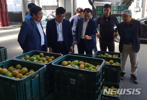 <사진은 23일부터 본격 출하를 시작한 강원도 토마토>