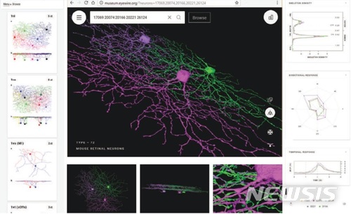 전장배수체현상으로 중복된 인삼 유전체 구조 (2018년 5월, Plant Biotechnology Journal 게재)
