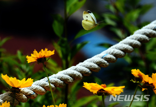 【하동=뉴시스】차용현 기자 = 한 낮 기온이 28도를 웃도는 등 완연한 초여름 날씨를 보인 25일 오후 경남 하동군 금남면 인근 산기슭에는 배추흰나비 한 마리가 꽃망울 터트린 금계국 주위를 날아다니며 꿀을 따고 있다. 2018.05.25. con@newsis.com