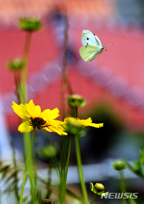 【하동=뉴시스】차용현 기자 = 한낮 기온이 28도를 웃도는 등 완연한 초여름 날씨를 보인 25일 오후 경남 하동군 금남면 인근 산기슭에서 배추흰나비 한 마리가 꽃망울 터트린 금계국 주위를 날아다니며 꿀을 따고 있다. 2018.05.25. con@newsis.com