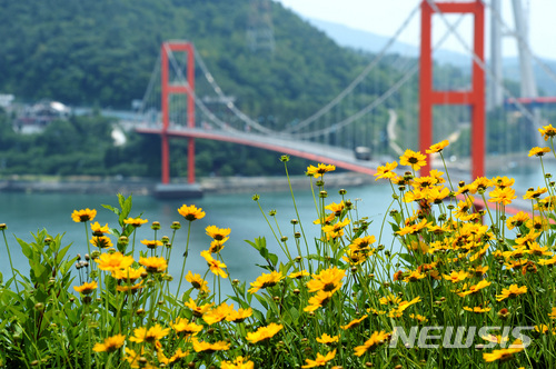 【하동=뉴시스】차용현 기자 = 한 낮 기온이 28도를 웃도는 등 완연한 초여름 날씨를 보인 25일 오후 경남 하동군과 남해군을 잇는 남해대교 인근에 노란 금계국이 활짝 피어 눈길을 끌고 있다. 2018.05.25. con@newsis.com