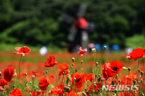 【울산=뉴시스】안정섭 기자 = 울산 울주경찰서는 마약류 식물인 양귀비(사진)를 불법 재배한 혐의로 60대 남성을 불구속 입건했다. (사진=뉴시스DB) 2019.05.07. photo@newsis.com