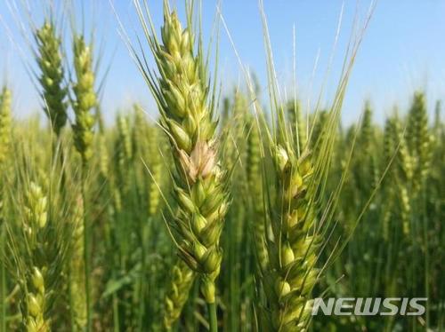 【안동=뉴시스】류상현 기자 = 붉은곰팡이병에 걸리 밀. 2018.05.27 (사진=경북도 제공) photo@newsis.com 