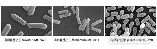 【서울=뉴시스】 프로바이오틱스 전문 바이오벤처 기업 메디오젠은 국내 최초로 여성의 질염 개선 및 완화에 도움을 줄 수 있는 프로바이오틱스 유산균 3종에 대한 특허등록을 완료했다고 밝혔다.