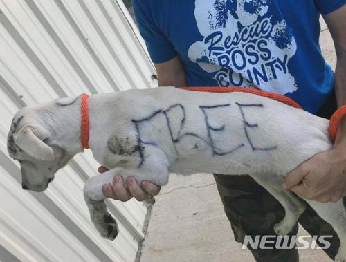 【서울=뉴시스】미국 오하이오주 칠리코시의 한 공원에서 온 몸에 낙서가 된 채 버려진 강아지가 구조됐다고 ABC뉴스가 28일(현지시간) 보도했다.<출처: ABC캡처> 2018.5.29.