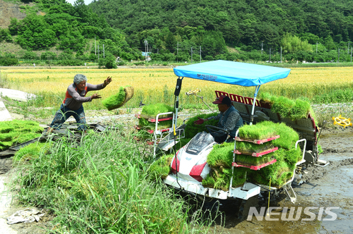 【장성=뉴시스】이창우 기자 = 30일 전남 장성군이 올해 예산 3억원을 투입해 노동력과 생산비를 절감할 수 있는 육묘상자 살포용 약제를 친환경 벼 재배 단지를 제외한 일반벼 재배 전체 농가에 지원하고 있다. 처리제는 살균제와 살충제가 혼합된 약제로 도열병과 흰잎마름병, 벼물바구미 등 벼농사 초기에 큰 피해를 주는 병해충을 예방하는데 효과적이다. 사진은 처리제 살포 후 기계이앙을 앞둔 어린모. 2018.05.30. (사진=장성군 제공) lcw@newsis.com