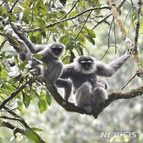 【서울=뉴시스】 자바긴팔원숭이의 모습.