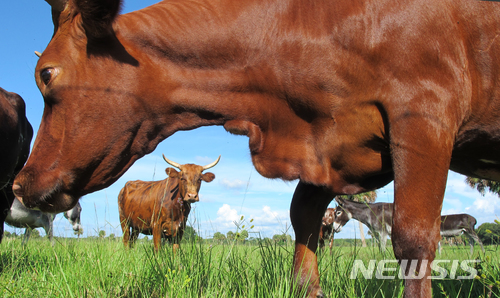 [원추 오늘의운세]소띠, 친구 따라갈 강남은 거기가 아니건만