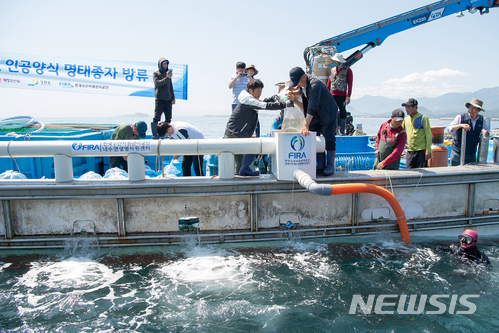 【고성(강원)=뉴시스】김경목 기자 = 31일 한해성수산센터 관계자들이 강원 고성군 공현진 연안 해역에서 인공으로 양식한 명태 종자 50만 마리를 방류하고 있다. 2018.05.31. (사진=고성군청 제공) photo@newsis.com