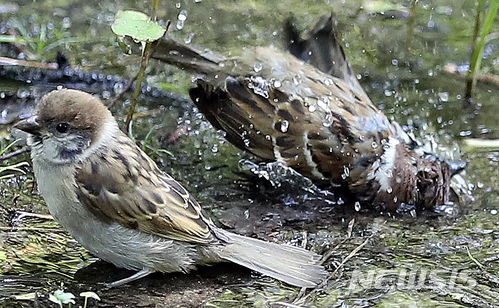 【서울=뉴시스】최진석 기자 = 서울 한낮 최고기온이 30도를 웃돌 것으로 예보된 1일 오전 서울 용산구 효창공원 물웅덩이에서 참새가 목욕을 하고 있다.&nbsp; 기상청은 "특히 내륙을 중심으로 낮 기온이 30도 이상 올라 덥겠고 낮과 밤의 기온차도 크겠으니 건강관리에 유의해 달라"고 당부했다. 2018.06.01.&nbsp; myjs@newsis.com