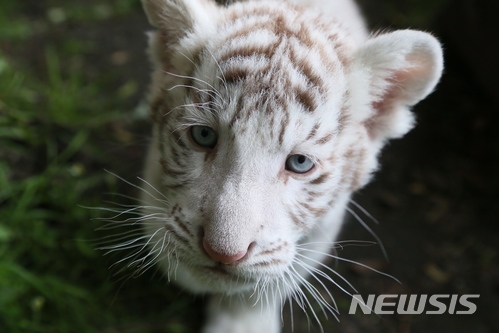 [원추 오늘의운세]범띠, 호랑이는 왜 무리 생활을 안 할까?