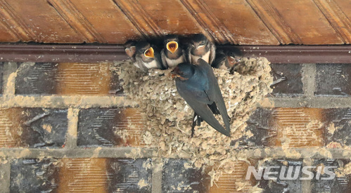 【세종=뉴시스】강종민 기자 = 한여름 날씨를 보인 4일 오후 세종시 연서면의 한 농가 처마밑에서 어미 제비가 새끼들에게 연신 먹이를 물어다 먹이고 있다. 2018.06.04.&nbsp; ppkjm@newsis.com