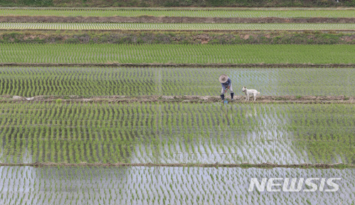 【세종=뉴시스】강종민 기자 = 한여름 날씨를 보인 4일 오후 세종시 연서면의 들녁에서 강아지와 함께 나온 농부가 모내기를 한 논의 물을 살피고 있다. 2018.06.04.&nbsp; ppkjm@newsis.com