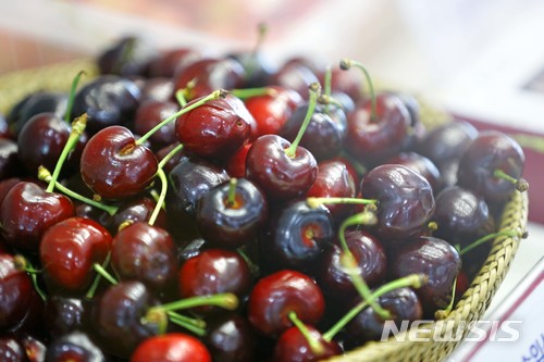 인천공항서 외래 코드린나방 유충 발견…검역당국 비상