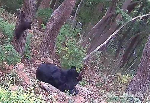 【세종=뉴시스】폐쇄회로(CC)TV에 포착된 인공수정으로 태어난 새끼 반달가슴곰. 2018.06.10.(사진 = 국립공원관리공단 제공)photo@newsis.com