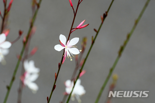 【남해=뉴시스】차용현 기자 = 10일 오후 경남 남해군 남면 빛담촌 마을 한 가정집 정원에 하얀 바늘꽃이 꽃망울을 터트려 활짝 보는 이의 눈길을 끌고 있다. 2018.06.10. con@newsis.com