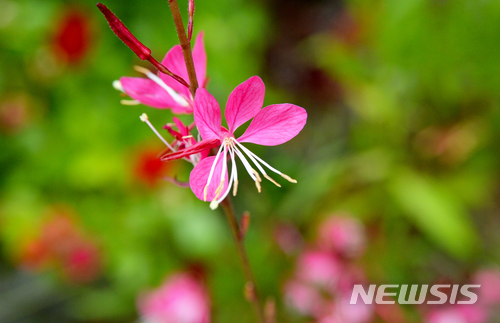 【남해=뉴시스】차용현 기자 = 10일 오후 경남 남해군 남면 빛담촌 마을 한 가정집 정원에 분홍색 아름다운 바늘꽃이 꽃망울을 활짝 터트려 보는 이의 눈길을 끌고 있다. 2018.06.10. con@newsis.com
