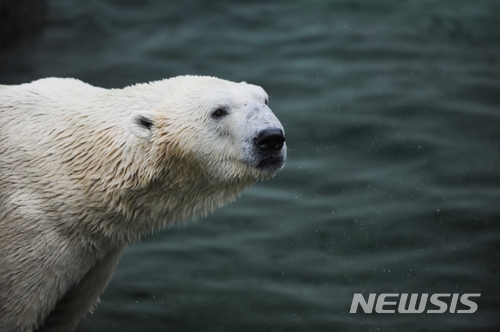 에버랜드 북극곰 통키