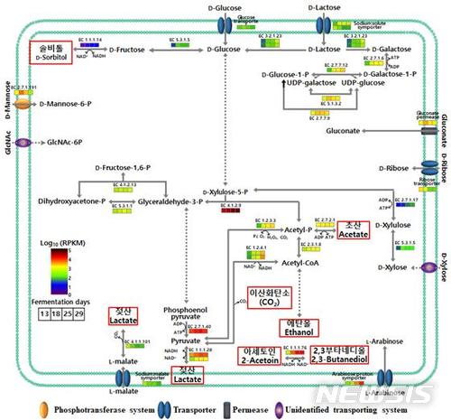 김치 유산균 웨이셀라 코리엔시스의 대사 경로 