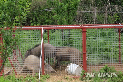 【세종=뉴시스】농촌진흥청이 개발한 포획트랩으로 잡힌 멧돼지. 2018.06.11. (사진= 농진청 제공)