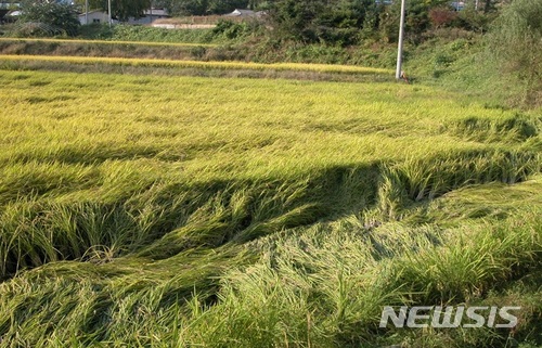 【전주=뉴시스】윤난슬 기자 = 손해보험 전북총국은 태풍 등 자연재해에 대비할 수 있는 벼 재배보험을 오는 29일까지 판매하는 만큼 가입을 서둘러 달라고 11일 당부했다. 2018.06.11.(사진=전북농협 제공) photo@newsis.com